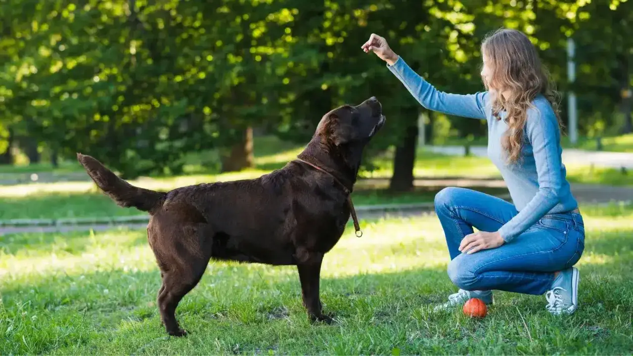 Trenerka ćwiczy z psem komendy w parku. Czekoladowy labrador z uwagą patrzy na rękę kobiety, która trzyma smakołyk.