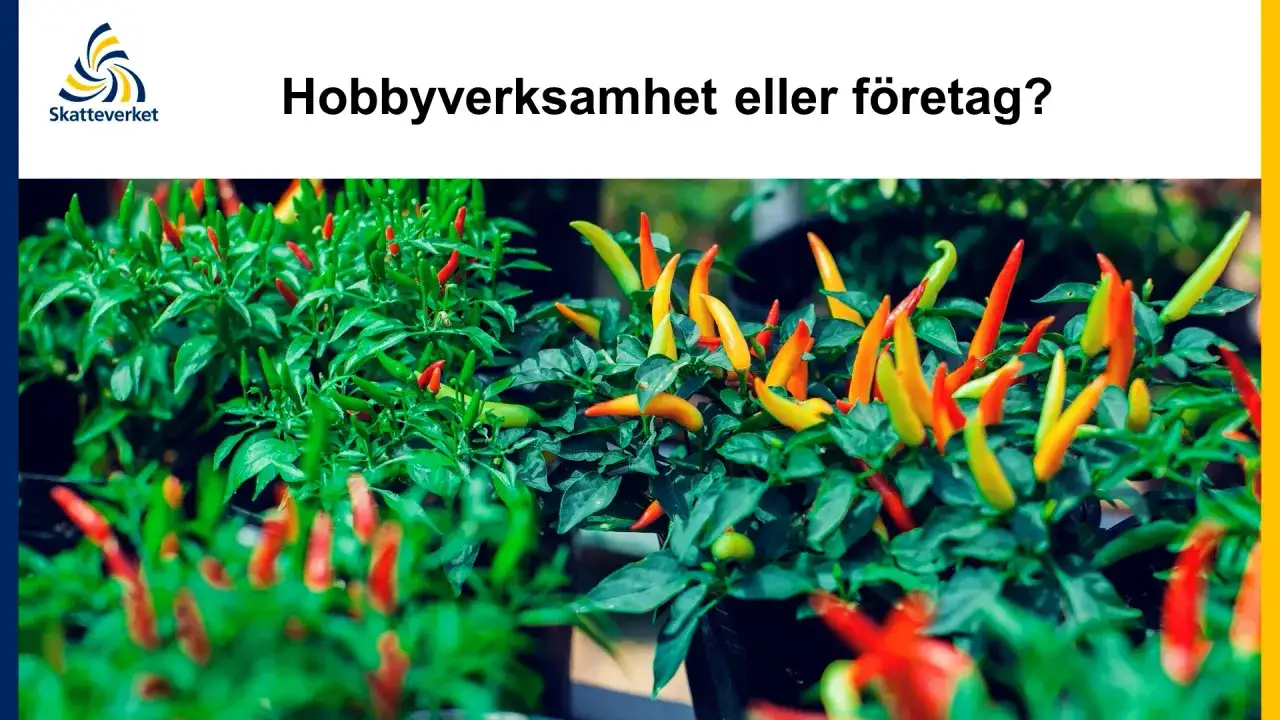 Chiliplantor med frukter i olika f&auml;rger. &Auml;r det en hobbyverksamhet eller ett f&ouml;retag?