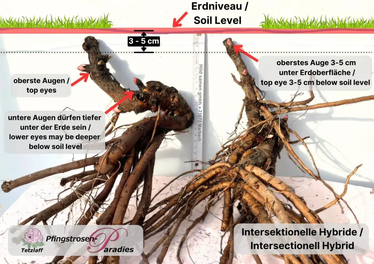Pfingstrosen vermehren: Wurzelballen mit Augen, die 3-5 cm unter der Erde gepflanzt werden.