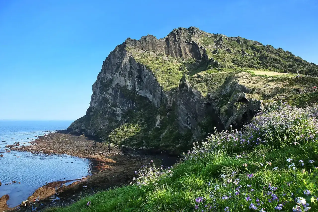 Steile Felsen und üppiges Grün prägen die Küste der Jeju Insel. Kleine lila Blumen blühen am Hang.
