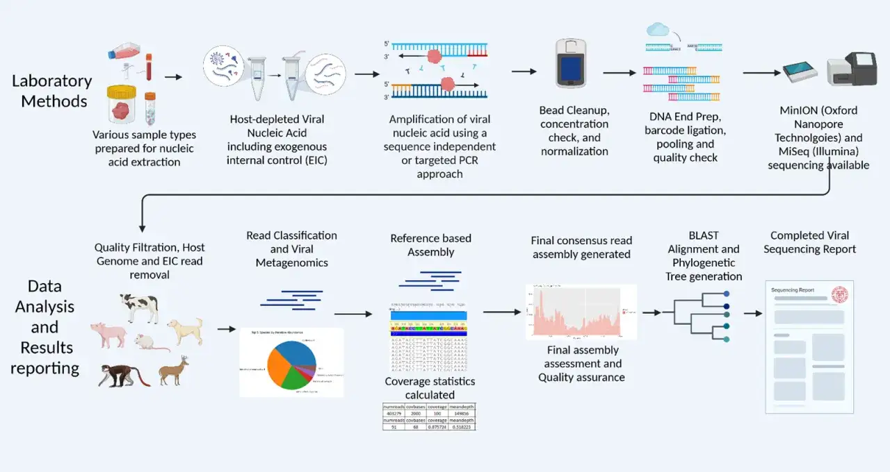 Diagrama del flujo de trabajo de NGS medicina: extracción de ácido nucleico, amplificación, secuenciación y análisis de datos para informes virales.