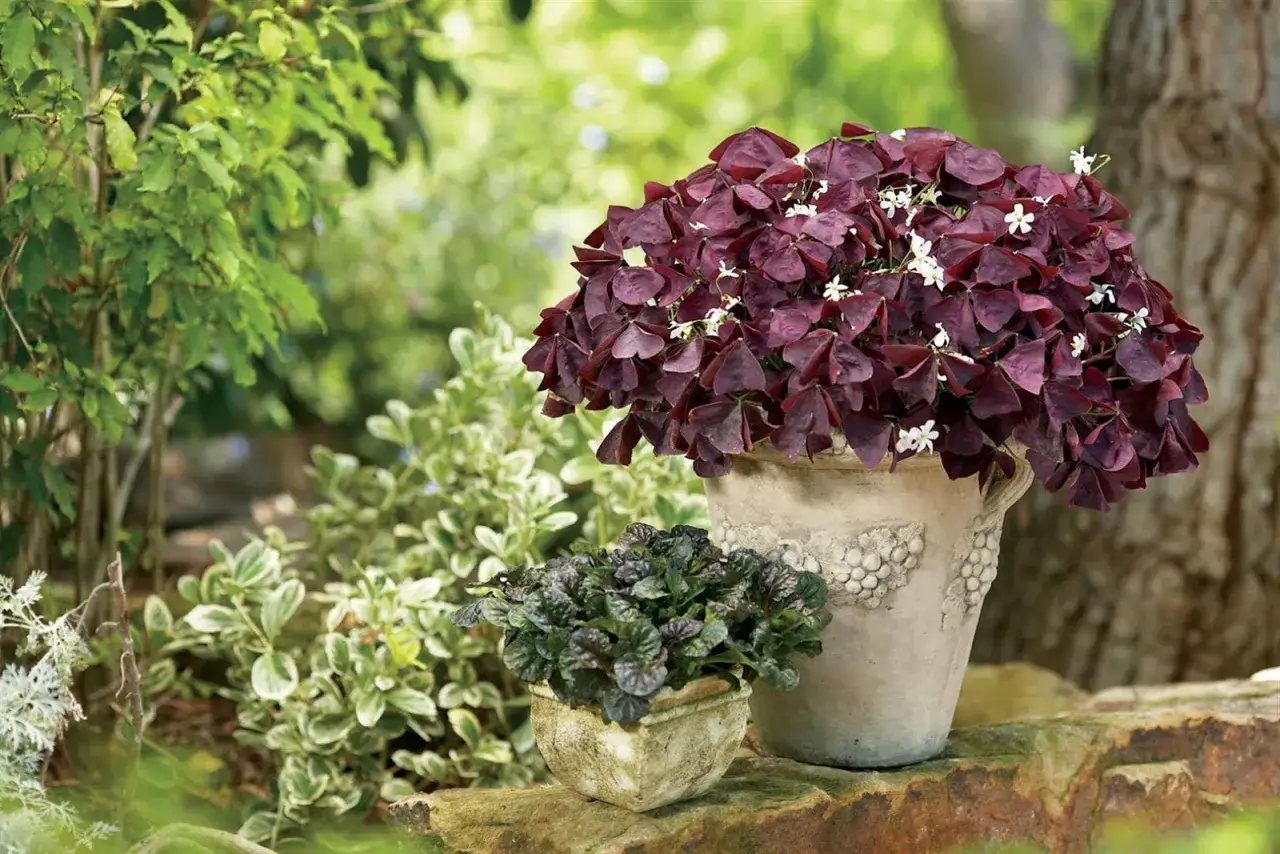 Un exuberante trebol morado con pequeñas flores blancas adorna una maceta de terracota.