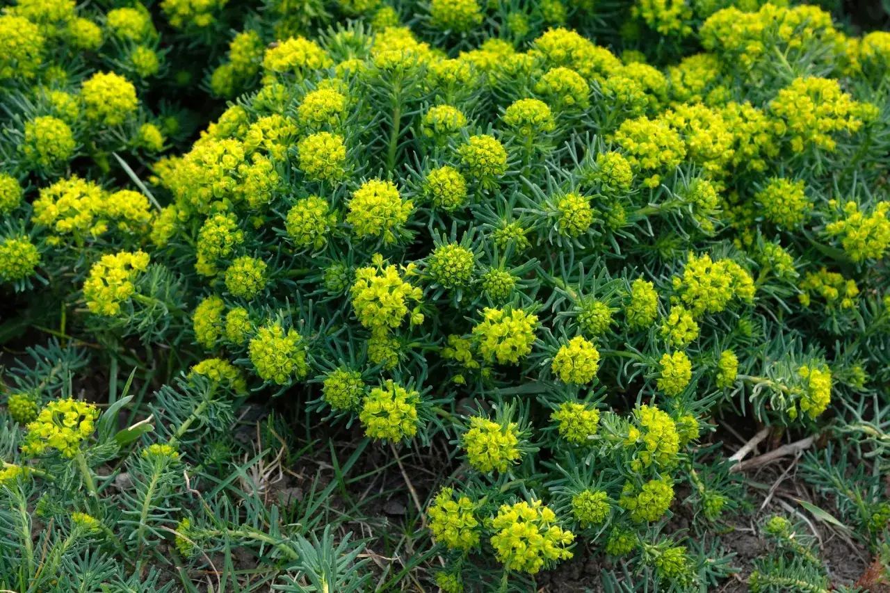 Kwitnący kwiat euphorbia o drobnych, żółtych kwiatostanach tworzy gęste, zielone kępy.