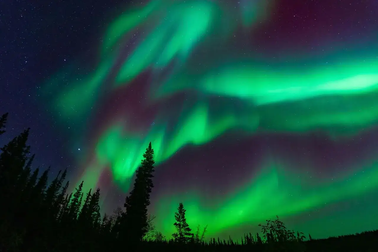 Gröna och lila band av norrsken dansar över en stjärnklar himmel, med silhuetter av träd i förgrunden. Så här ser norrsken ut i all sin prakt.