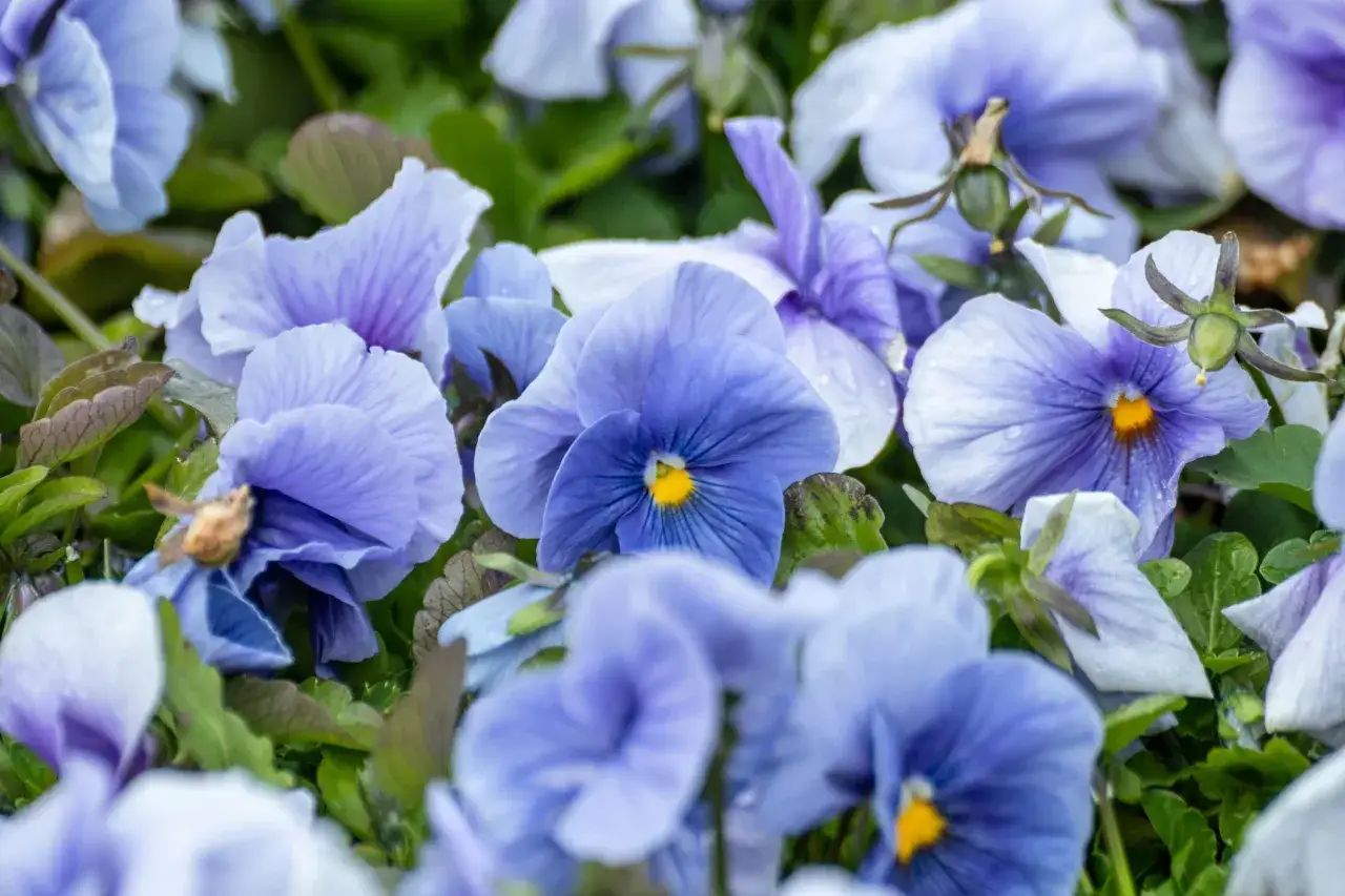 Blumen im Winter: Zarte, blaue Stiefmütterchen blühen trotzig im kühlen Wetter.
