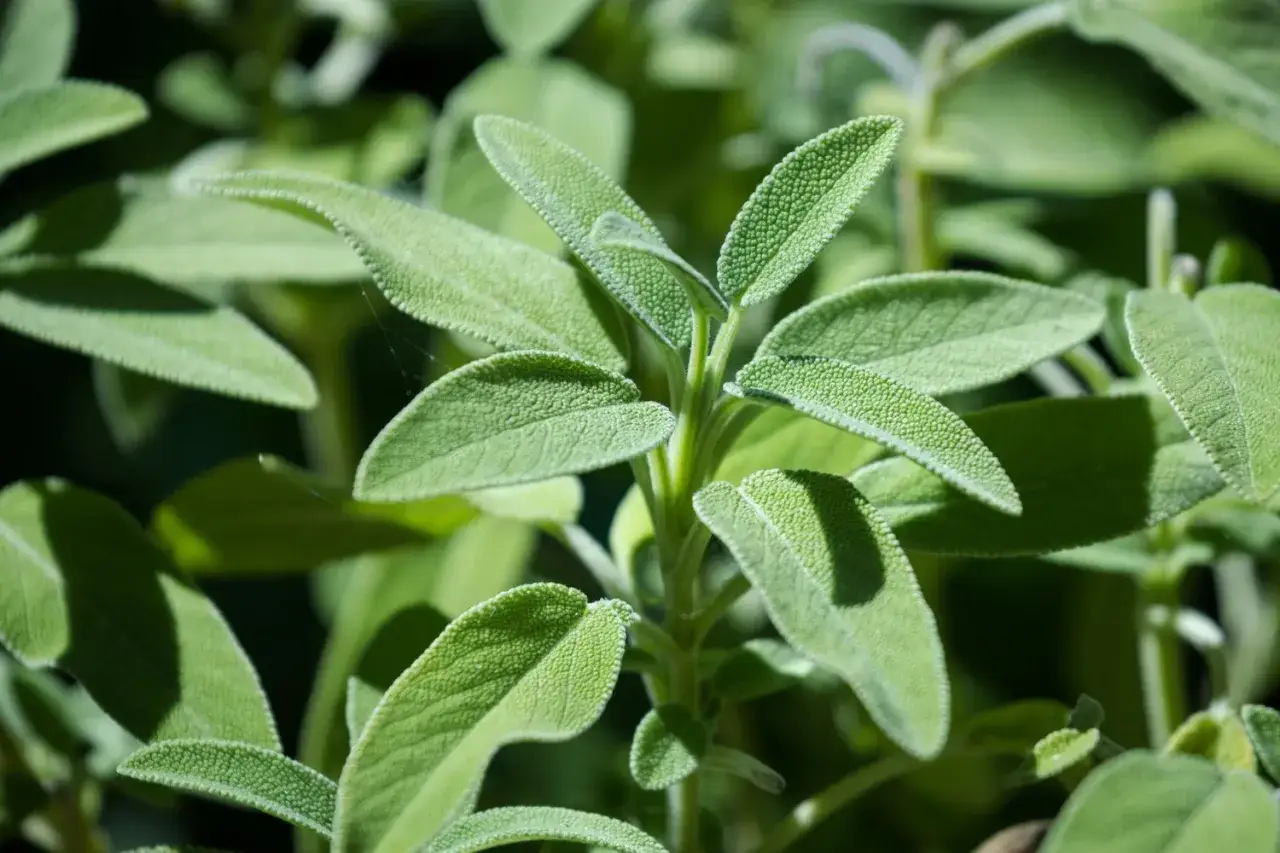 Foglie vellutate di salvia, pronte per un aromatico pesto di salvia.