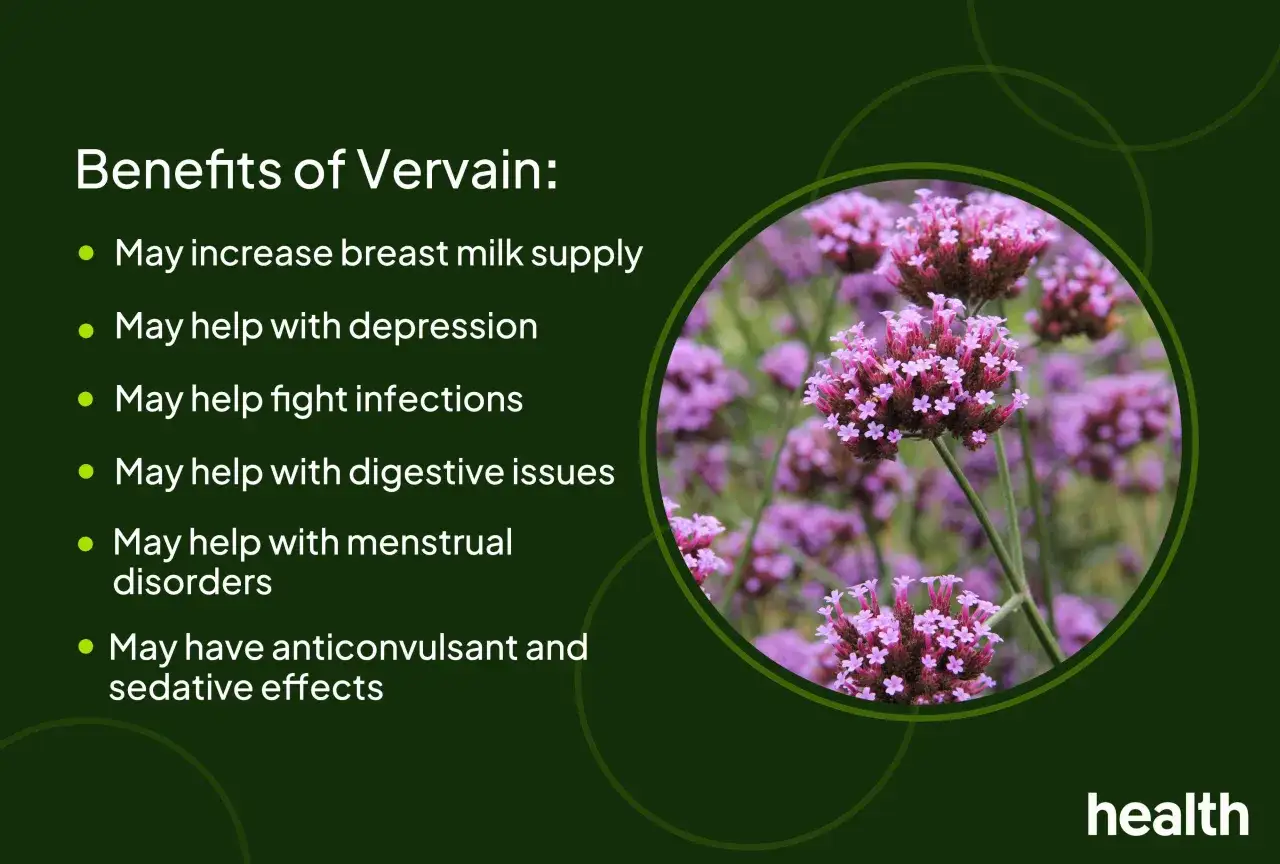 Gros plan sur des fleurs de verveine violettes, &eacute;voquant les bienfaits de la tisane verveine pour la sant&eacute;.