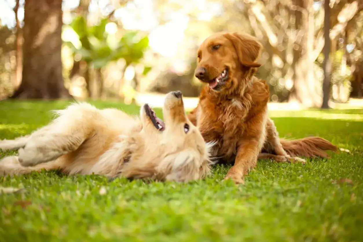 Two golden retrievers play on a sunny lawn, one on its back with its mouth open, looking like a dog laughing, while the other watches.