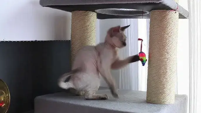 Devon Rex zabawa