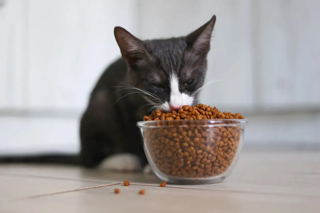 Gato negro y blanco come con avidez, parece que mi gato vomita pienso entero.