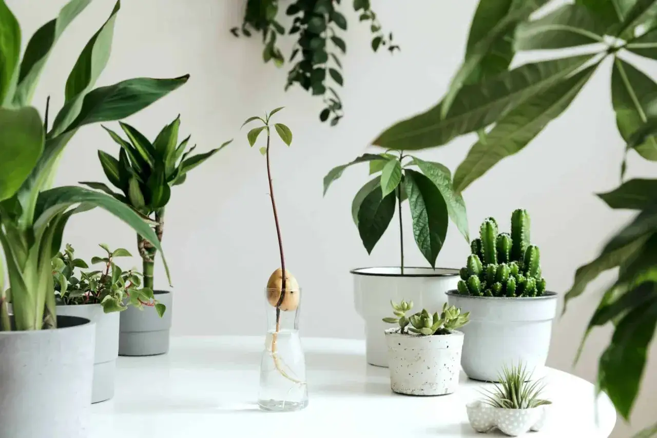 Un avocatier en pleine croissance, issu d'un marc de caf&eacute;, c&ocirc;toie d'autres plantes vertes dans une pi&egrave;ce lumineuse.