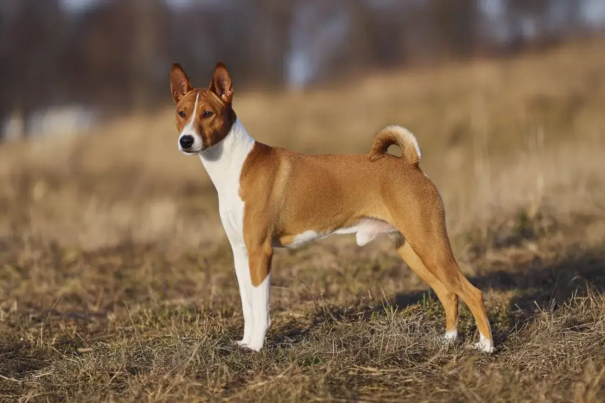 Basenji de pelaje rojizo y blanco, con orejas erguidas y cola enroscada. No ladra, pero emite otros sonidos.