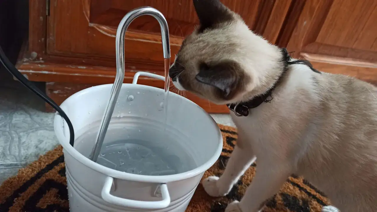 Gato siam&eacute;s bebe agua de un grifo. &iquest;Cu&aacute;nta agua bebe un gato al d&iacute;a? Este felino parece sediento.