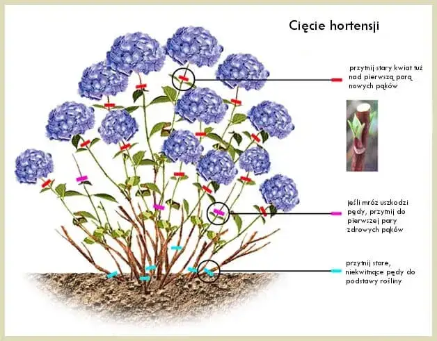 Technika cięcia hortensji bukietowej schemat