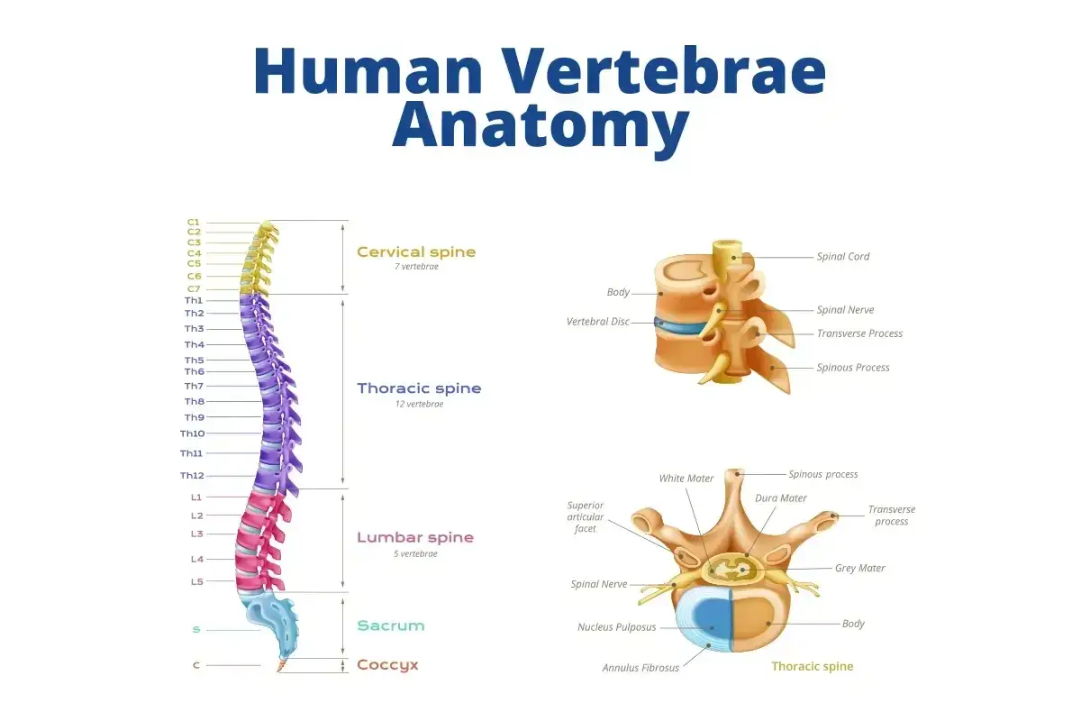 Anatomia kręgosłupa: kręgosłup piersiowy i jego budowa, w tym nerwy. Zrozumienie tych struktur pomaga w diagnozowaniu objawów neurologicznych.