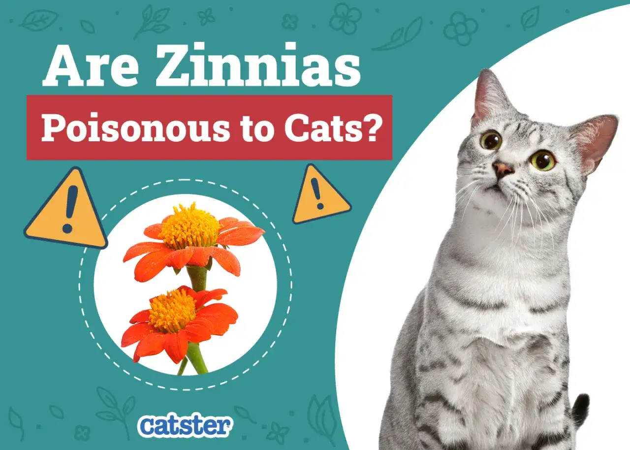 A curious cat looks up at a graphic asking 