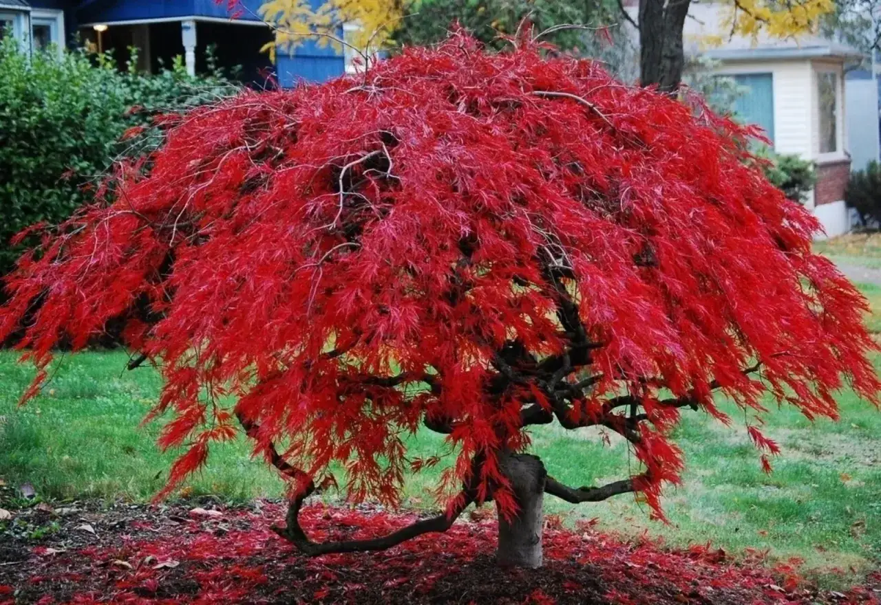 Un magnifico acero giapponese, uno degli alberi ornamentali da giardino pi&ugrave; affascinanti, sfoggia un manto di foglie rosso fuoco in autunno.