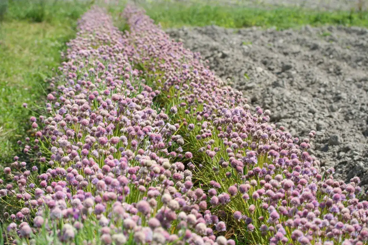 Champ de ciboulette en fleur que faire ? Ces jolies boules roses et violettes annoncent la fin de la saison pour cette herbe aromatique.