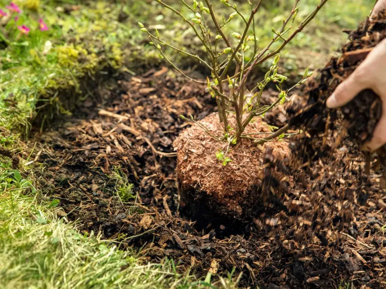 Sadzenie borówki amerykańskiej: ręka obsypuje bryłę korzeniową młodego krzewu korą.