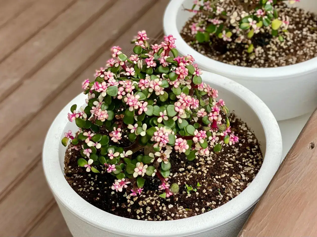 Arbol de jade en maceta blanca, cubierto de peque&ntilde;as flores rosadas y hojas verdes.
