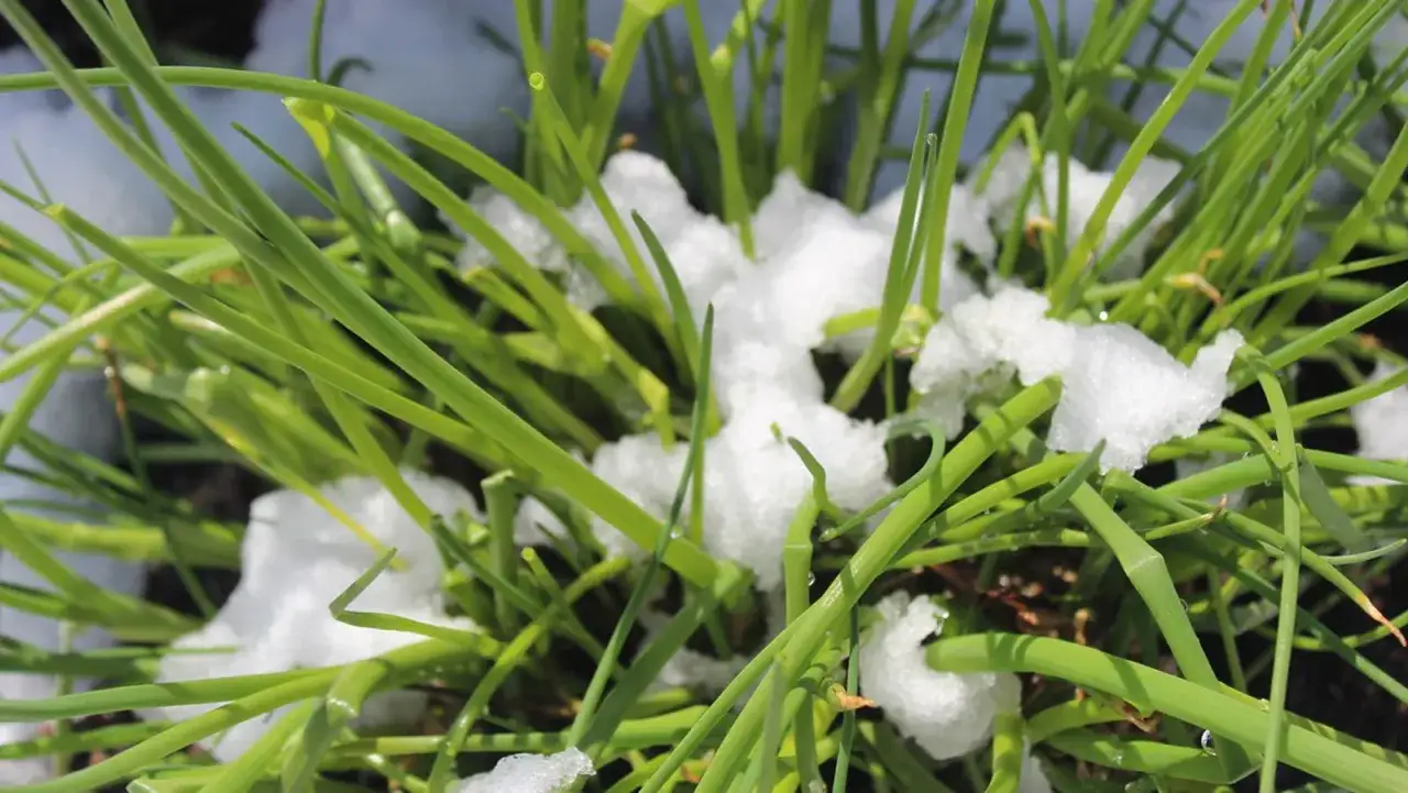 Gr&uuml;ner Schnittlauch k&auml;mpft sich durch Schnee. Das zeigt, dass Schnittlauch winterhart ist und auch bei K&auml;lte w&auml;chst.