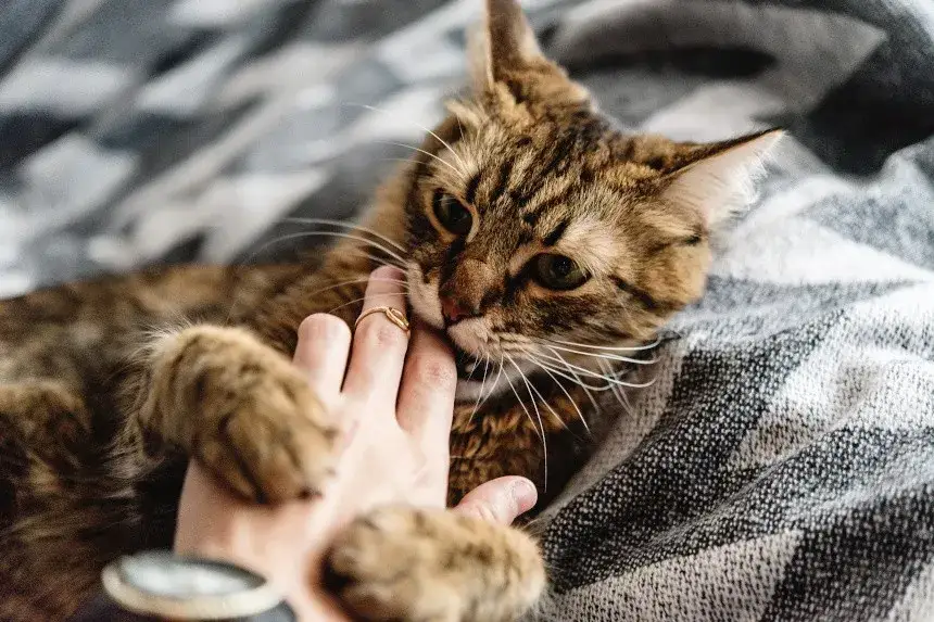 Kotek gryzie ręce, kotek chowa się, kotek poza kuwetą