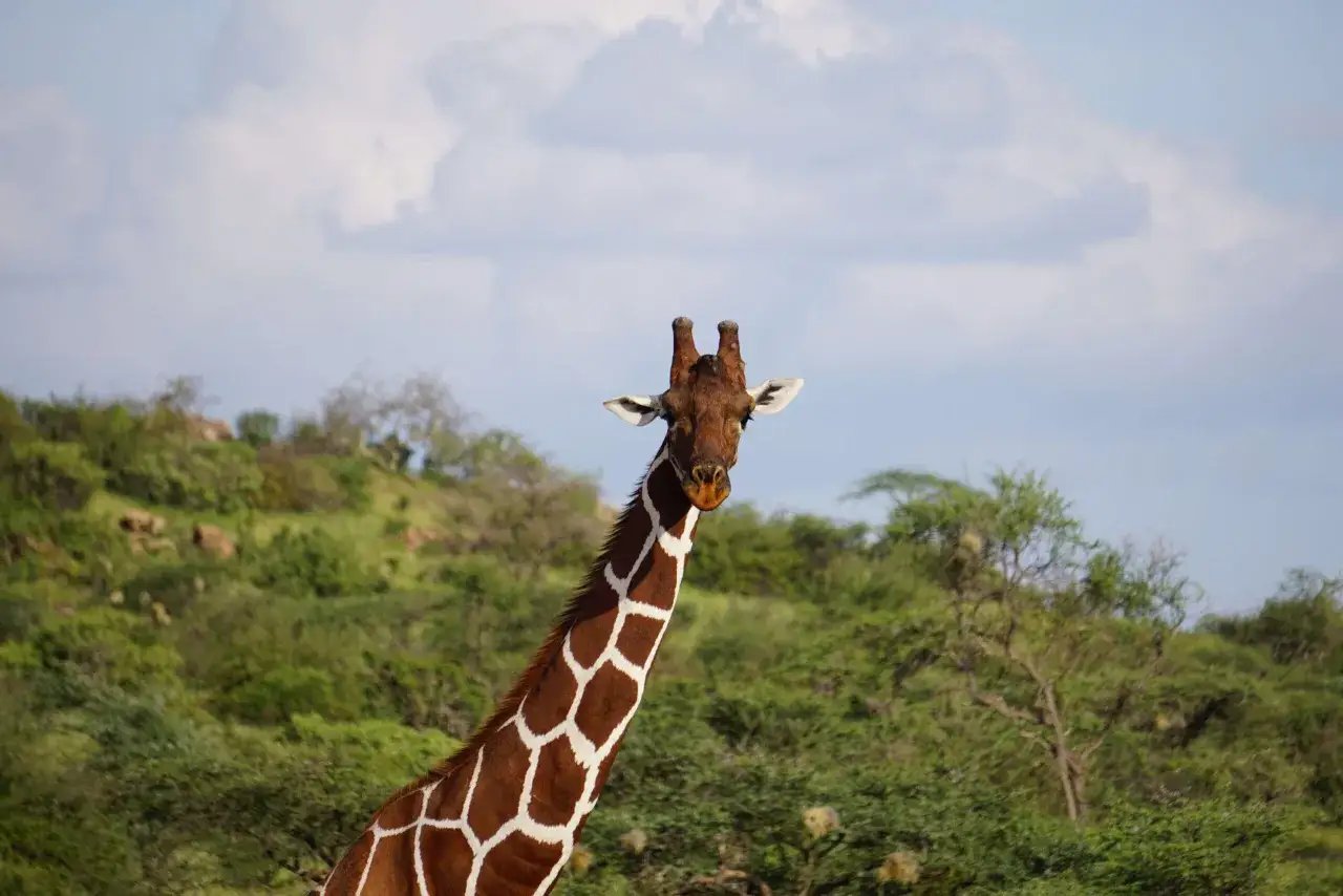 Una jirafa con su característico cuello y manchas marrones y blancas, observando al frente. El fondo muestra un paisaje verde y montañoso, ideal para viajar a Kenia.