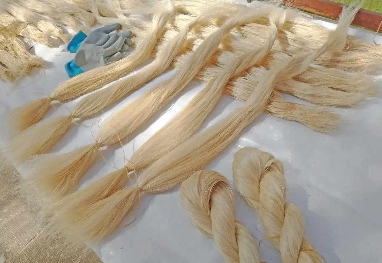 Bundles of pale blonde flax fiber are laid out on a white surface, ready for processing. A pair of work gloves rests nearby.