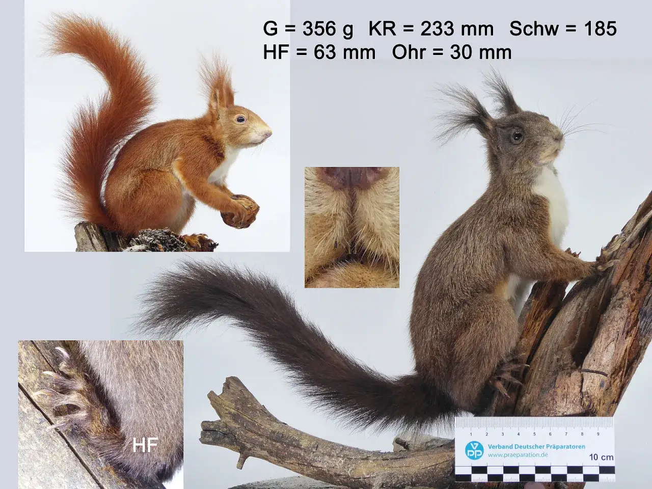 Vergleich von Eichh&ouml;rnchen: M&auml;nnchen und Weibchen werden anhand von Ma&szlig;en und Details wie dem Fellunterschied gezeigt.