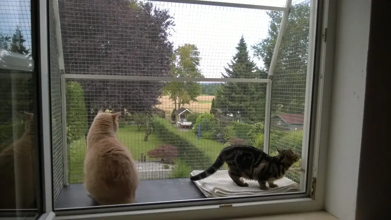 Zwei Katzen genießen die Aussicht aus ihrer gesicherten Mietwohnung. Eine cremefarbene Katze blickt nach links, eine getigerte Katze nach rechts.