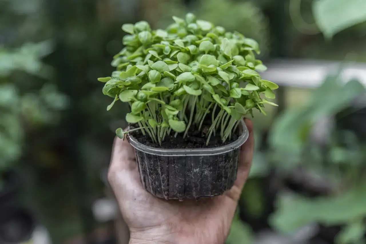 En hand håller en liten plastbehållare med en tät grupp av späda basilika plantor. Det är början på att odla basilika för en somrig skörd.