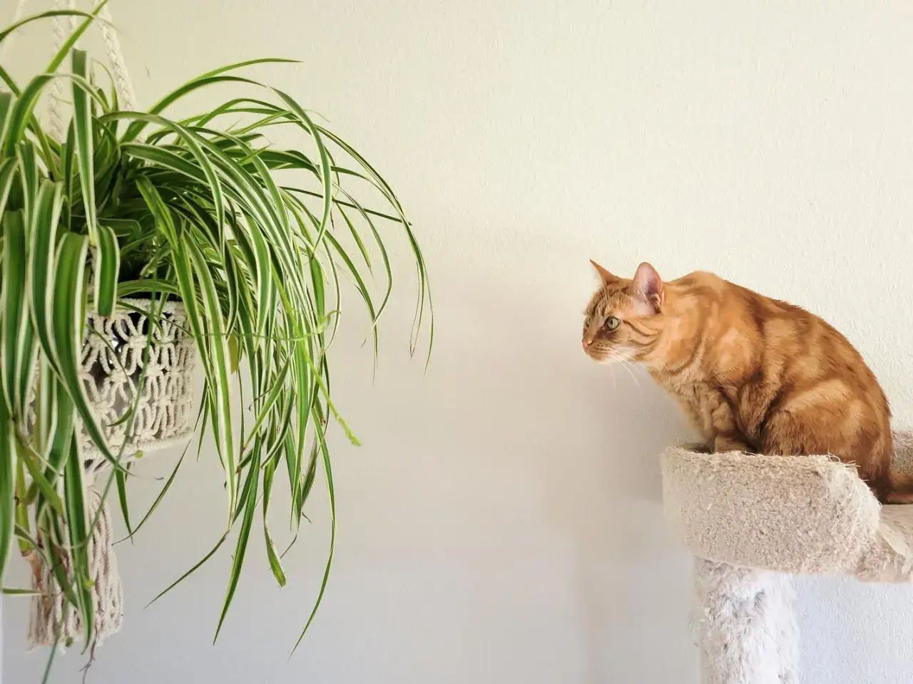 Ein orange getigerter Kater beobachtet neugierig eine h&auml;ngende Gr&uuml;nlilie, eine von vielen katzenfreundlichen Pflanzen.