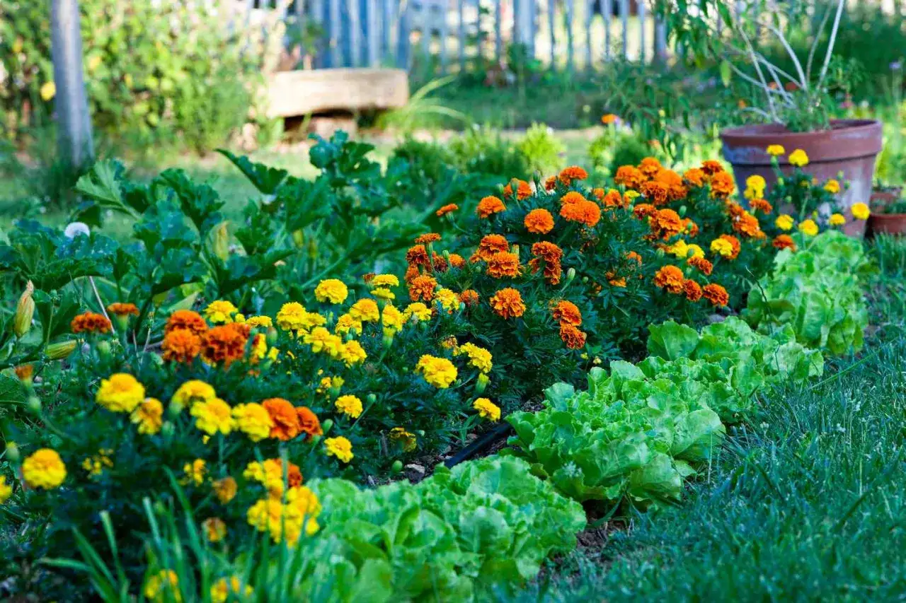 Un potager florissant avec des laitues croquantes, des soucis orange et jaunes, et des courgettes. Une belle association légume potager pour un jardin coloré.