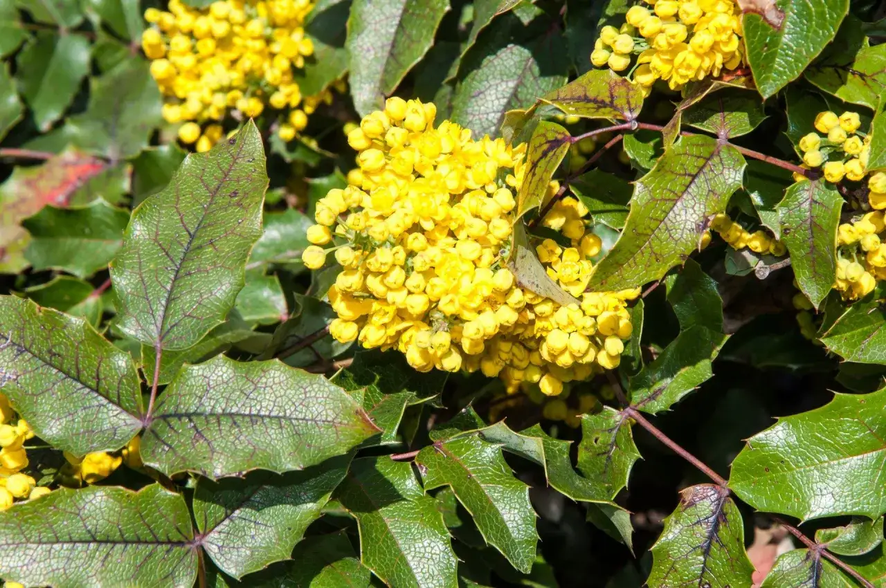 Mahonia pospolita, znana z właściwości leczniczych, prezentuje kaskadę żółtych kwiatów wśród ostro zakończonych, zielonych liści.