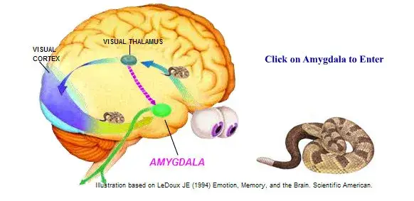 mózg układ limbiczny ciało migdałowate neuroprzekaźniki