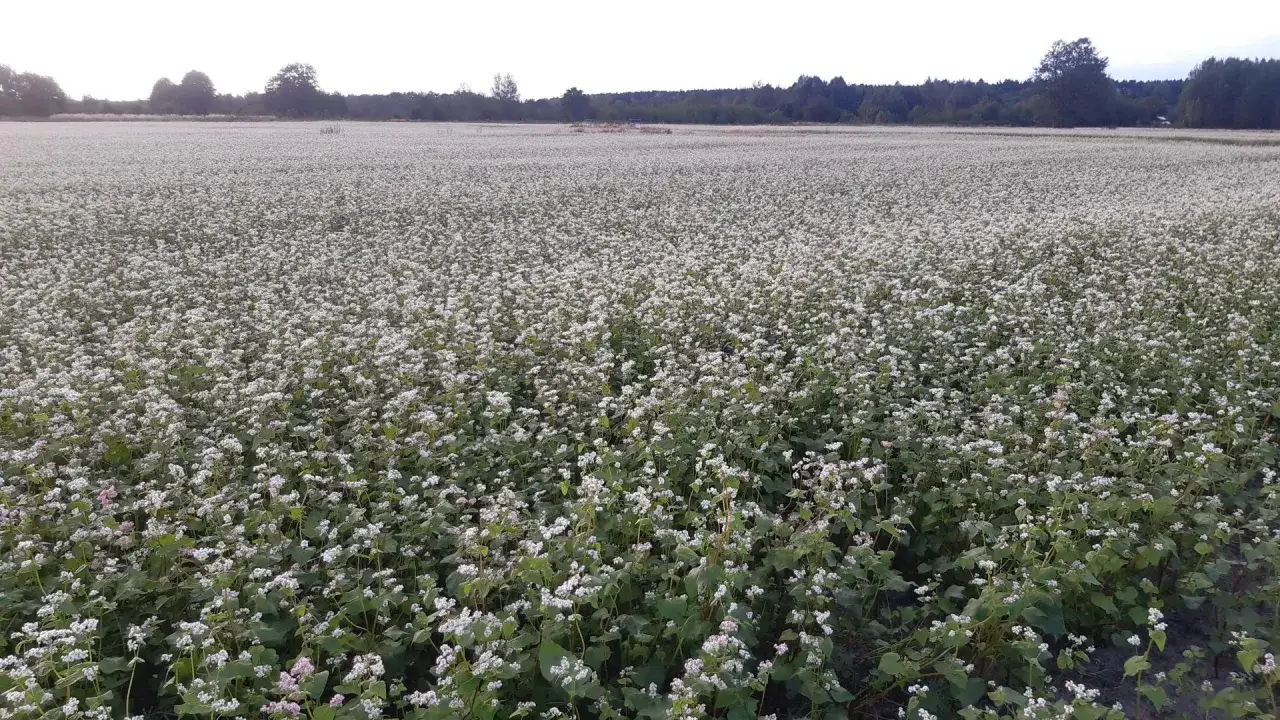 Ogromne pole kwitnącej gryki, tworzące biały dywan. Zastanawiasz się, ile gryki na ha?