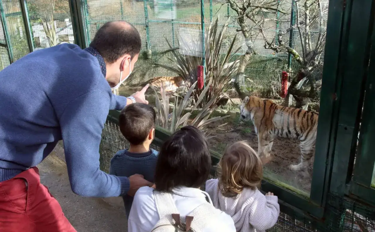 Familia observa tigres en el zoo Asturias. Un padre señala a un tigre mientras sus hijos miran fascinados.