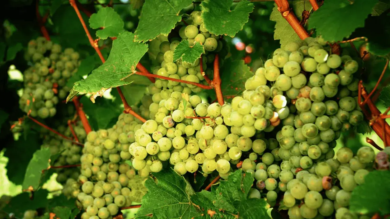 Kluster av gröna riesling druvor hänger från en vinranka, redo att skördas för ett friskt vin.