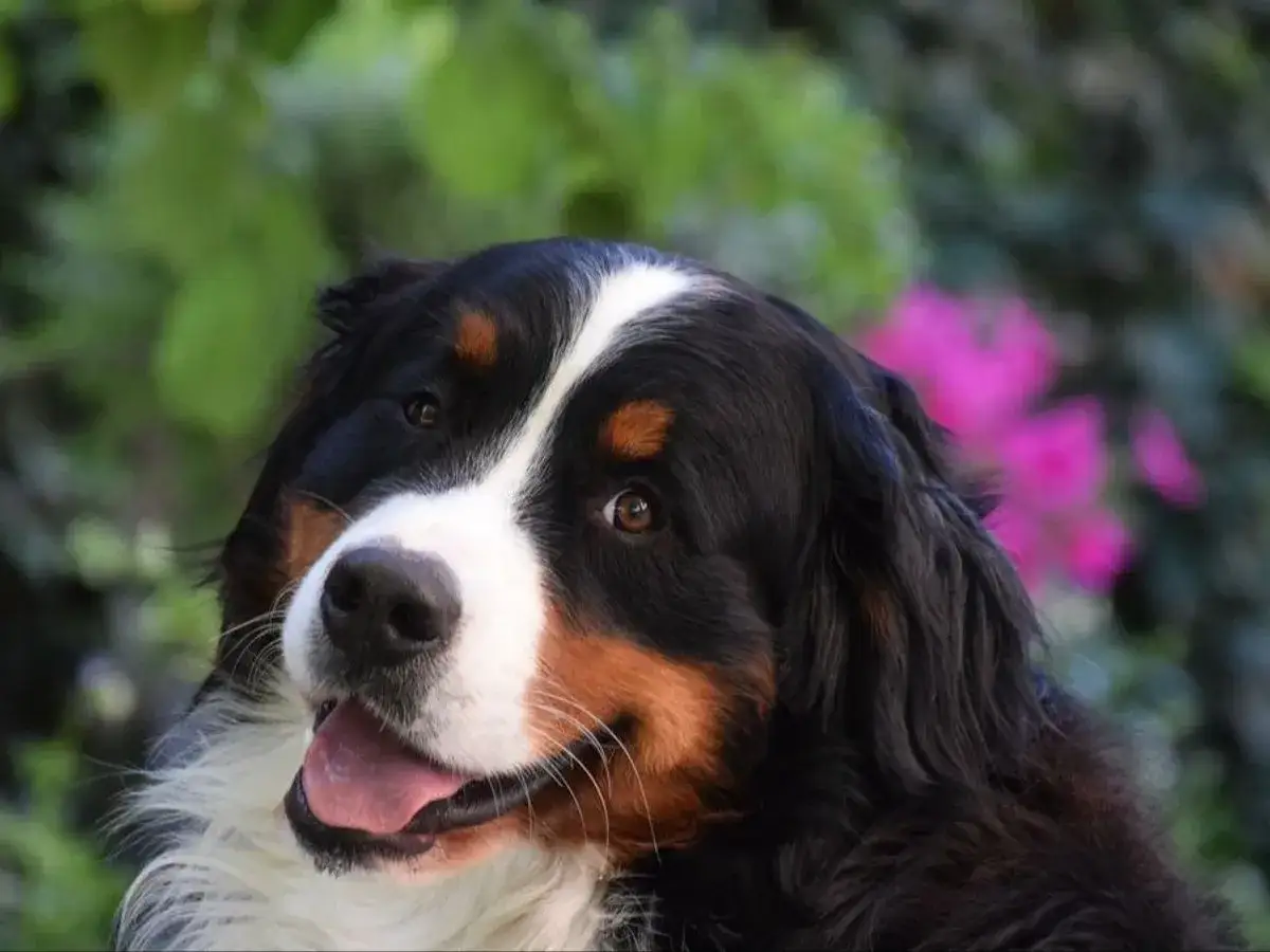 Un Bern&eacute;s de la monta&ntilde;a, uno de esos perros super grandes, sonr&iacute;e con la lengua afuera, rodeado de follaje verde y flores rosas.
