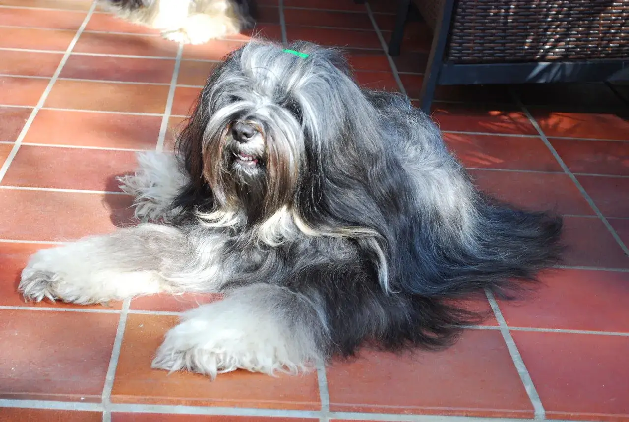 Ein Tibet Terrier mit langem, grau-schwarzem Fell liegt auf roten Fliesen. Ein gr&uuml;nes Band h&auml;lt sein Haar zur&uuml;ck.