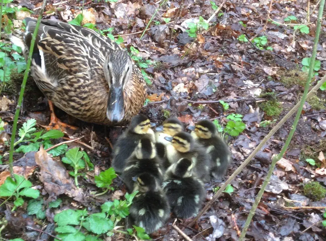Wildentenk&uuml;ken suchen nach Insekten und Samen. Eine Mutterente wacht &uuml;ber ihre hungrige Brut im Laub.