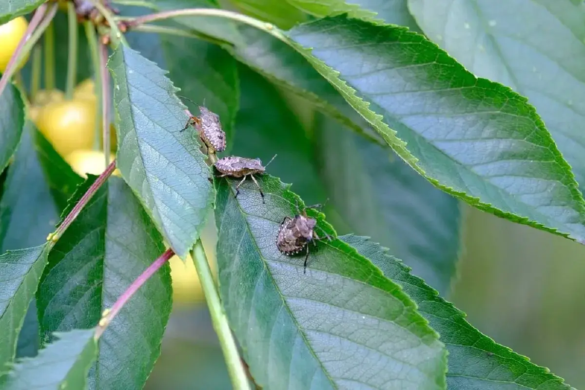 Tre cimici cinesi si posano su foglie verdi, con ciliegie gialle sfocate sullo sfondo.