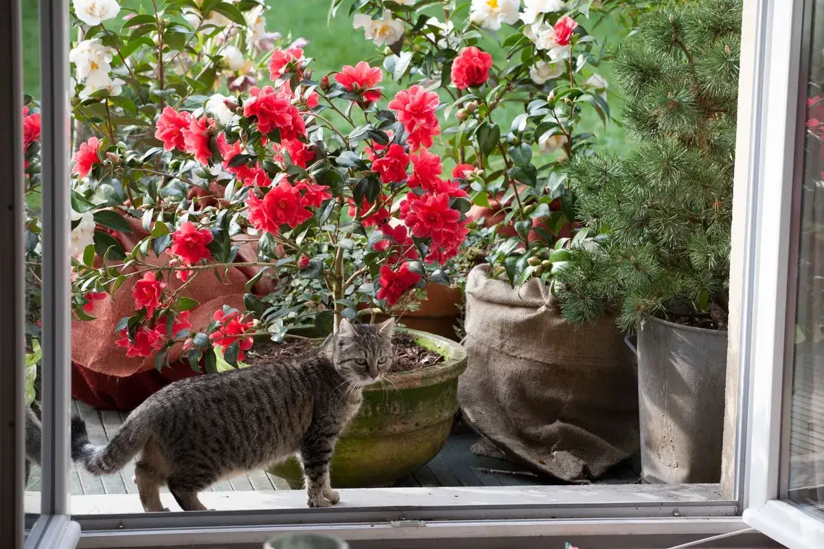 Un chat tigr&eacute; se tient pr&egrave;s d'un arbuste en pot aux fleurs rouges &eacute;clatantes, entour&eacute; d'autres plantes en pot.
