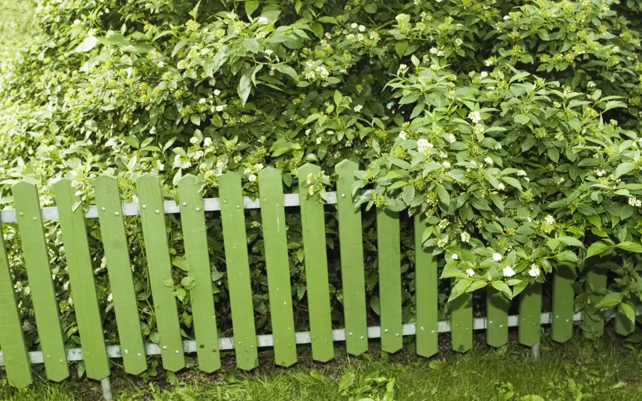 Grön träplank som markerar ett plank mellan grannar, med frodig grönska och små vita blommor bakom.