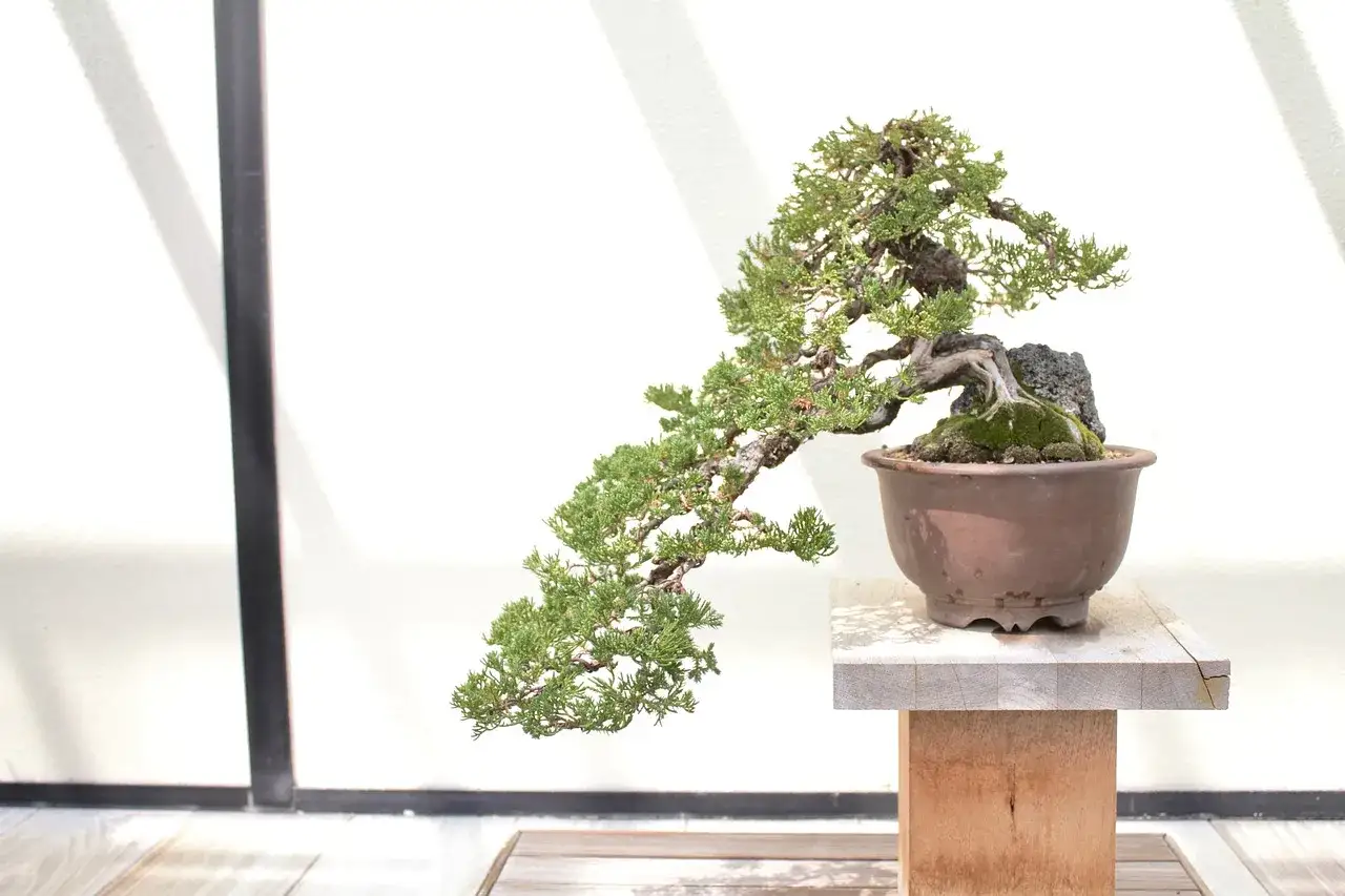 jak zacząć przygodę z bonsai