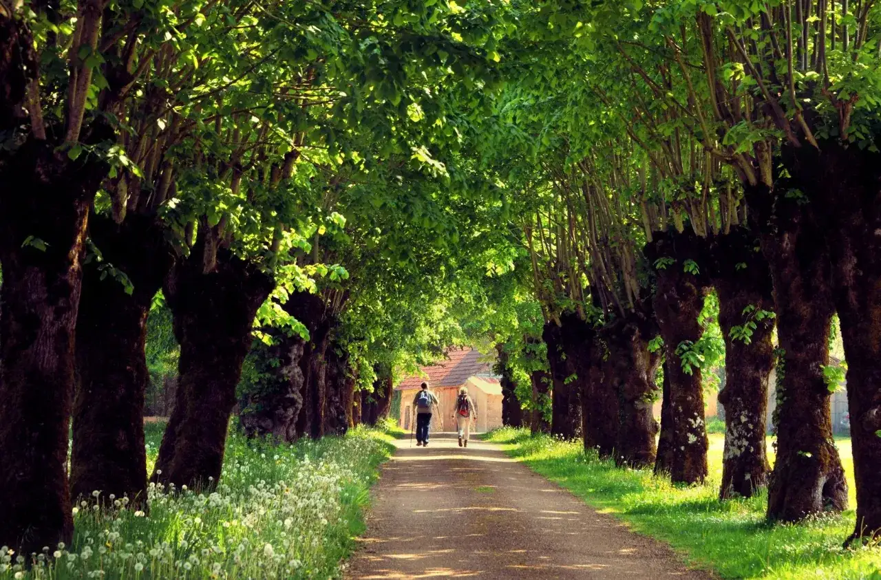 Deux personnes profitent d'une balade en for&ecirc;t autour d'elles, sur un chemin bord&eacute; d'arbres majestueux et de fleurs sauvages.