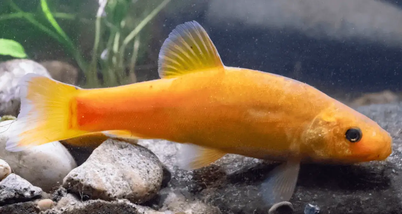 Un poisson doré, une tanche de Mongolie, nage près de cailloux et de plantes aquatiques.