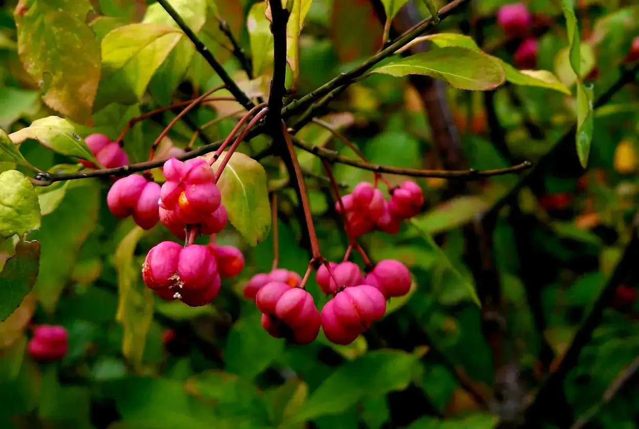 Zarte, rosafarbene Kapseln hängen an einem Ast. Eine schöne alternative zu sommerflieder für den Herbstgarten.
