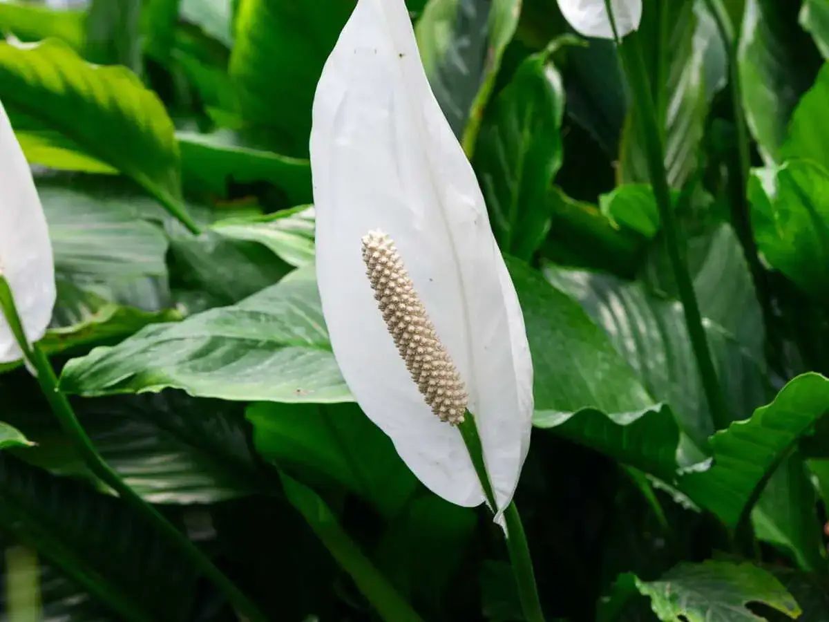 Une élégante fleur de lune blanche, avec son spadice texturé, se dresse parmi de luxuriantes feuilles vertes.