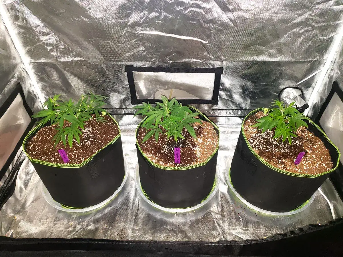 Tre unga plantor växer i svarta krukor med gröna sömmar. En av plantorna ser ut att vara en cocostar.